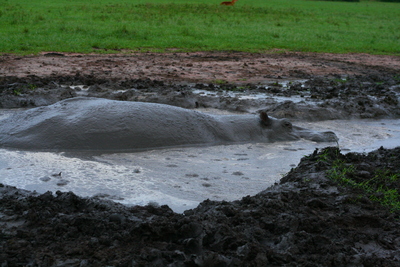 east africa, picture 8: queen elizabeth. click on the image to go to the next picture